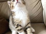 Scottish Fold