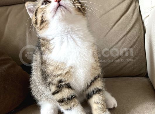 Scottish Fold görsel