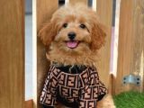 Red Dişi Toy Poodle Yavrumuz