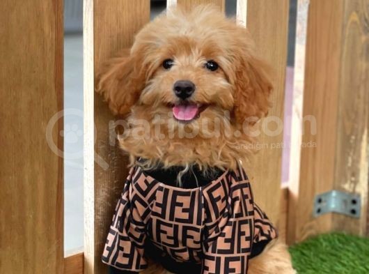 Red Dişi Toy Poodle Yavrumuz görsel