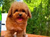 Tüy Dökülmesi Az Toy Poodle