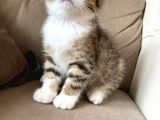 Scottish Fold