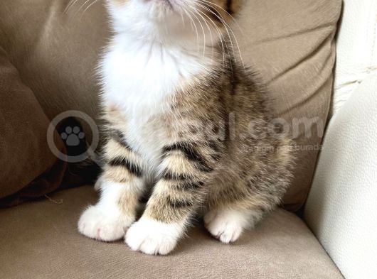 Scottish Fold görsel