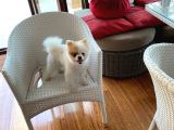 11 Aylık Pomeranian Erkek