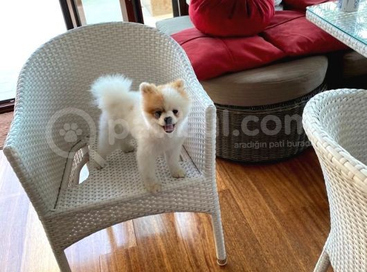 11 Aylık Pomeranian Erkek görsel