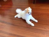 11 Aylık Pomeranian Erkek
