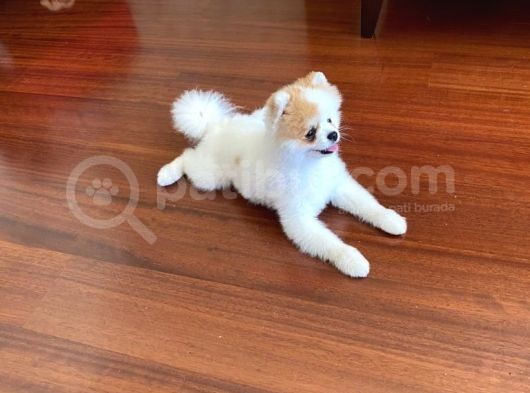 11 Aylık Pomeranian Erkek