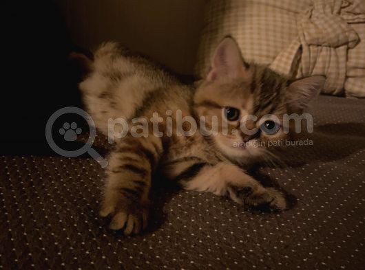 Exotıc Bırıtısh Shorthair Çok Güzel Ve Özel Bir Cins Bayılacaksınız görsel