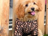 Red Dişi Toy Poodle Yavrumuz