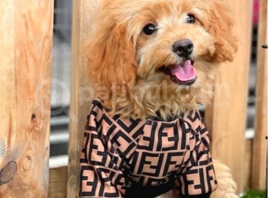 Red Dişi Toy Poodle Yavrumuz görsel