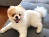 11 Aylık Pomeranian Erkek