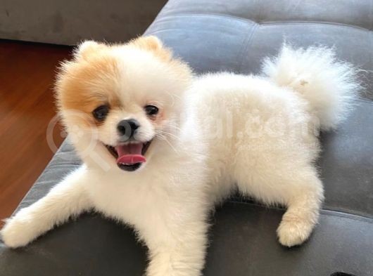 11 Aylık Pomeranian Erkek görsel