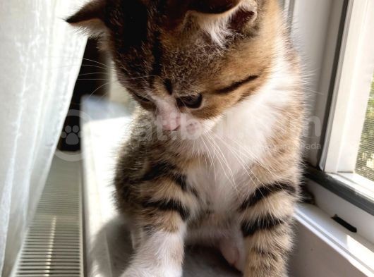 Scottish Fold görsel