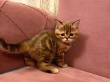 Exotıc Bırıtısh Shorthair Çok Güzel Ve Özel Bir Cins Bayılacaksınız