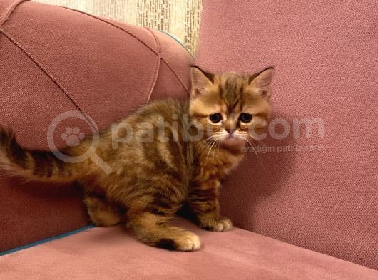 Exotıc Bırıtısh Shorthair Çok Güzel Ve Özel Bir Cins Bayılacaksınız görsel