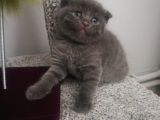 Scotish Fold Erkek Yavru Kedi