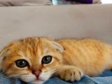 4 Aylık Scottish Fold Golden Tabby Sıfır Kulak Erkek