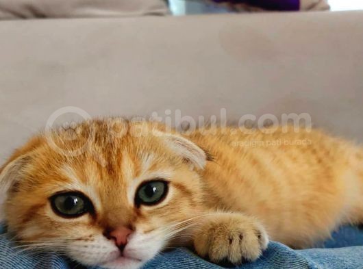4 Aylık Scottish Fold Golden Tabby Sıfır Kulak Erkek görsel