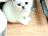 A KALİTE SCOTTİSH FOLD YAVRULARIM