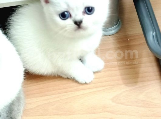 A Kali̇te Scotti̇sh Fold Yavrularim