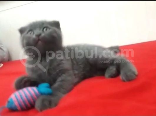 Scotish Fold Erkek Yavru Kedi görsel