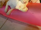 Safkan Orjinal Dogo Argentino Yavrular