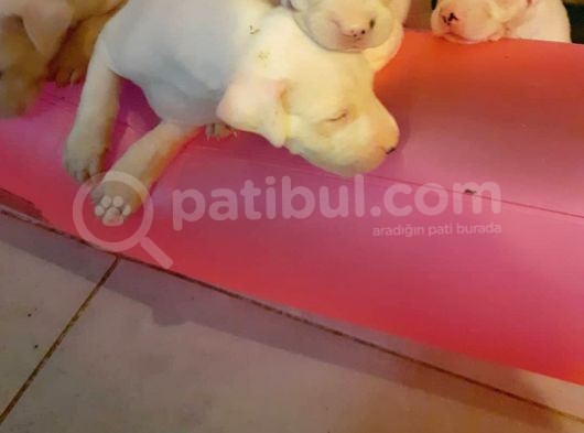 Safkan Orjinal Dogo Argentino Yavrular