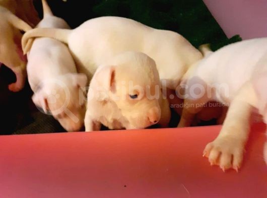 Safkan Orjinal Dogo Argentino Yavrular görsel