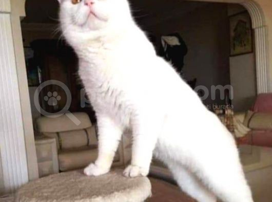 Çok Sakin Uyumlu Sakin Gayet Sağlıklı görsel