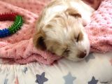 3 Aylık Dişi Maltipoo