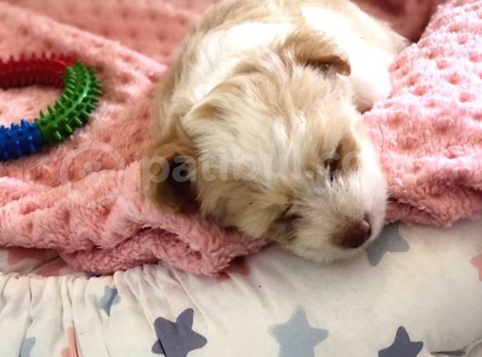 3 Aylık Dişi Maltipoo görsel