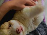 3 Aylık Dişi Maltipoo