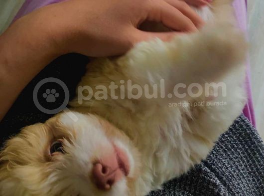 3 Aylık Dişi Maltipoo görsel