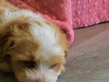 3 Aylık Dişi Maltipoo