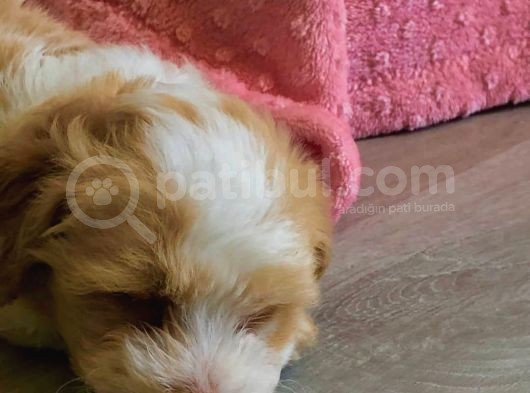 3 Aylık Dişi Maltipoo görsel