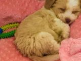 3 Aylık Dişi Maltipoo