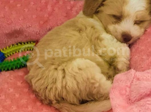 3 Aylık Dişi Maltipoo görsel