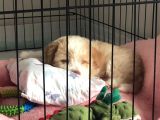 3 Aylık Dişi Maltipoo
