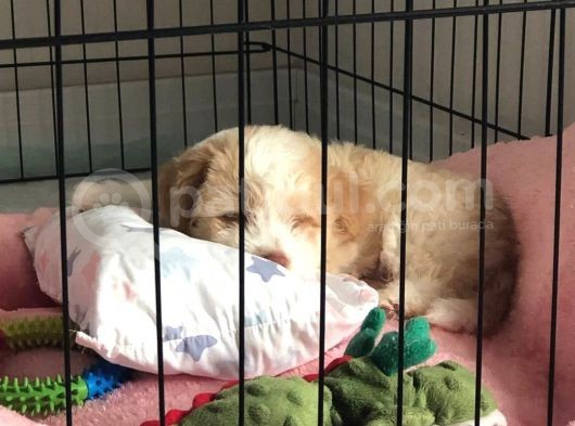3 Aylık Dişi Maltipoo