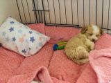 3 Aylık Dişi Maltipoo