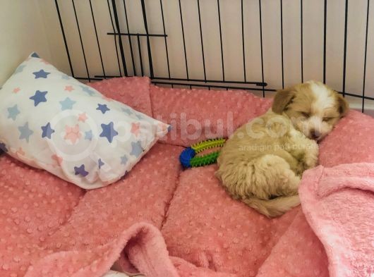 3 Aylık Dişi Maltipoo