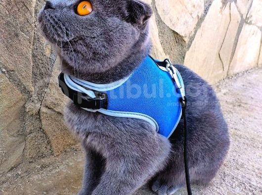 Çok Sakin Uyumlu Sakin Gayet Sağlıklı görsel