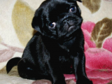 2Aylik Süper Kali̇te Pug Yavrulari/Konya