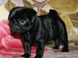 2Aylik Süper Kali̇te Pug Yavrulari/Konya