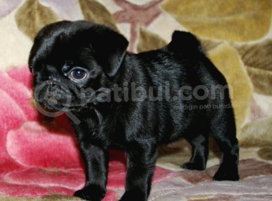 2Aylik Süper Kali̇te Pug Yavrulari/Konya görsel