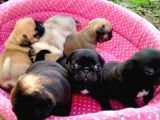 2aylik Süper Kali̇te Pug Yavrulari/konya