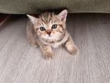 British Shorthair Blue Poınt Yavrular