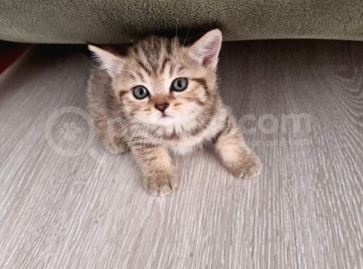 British Shorthair Blue Poınt Yavrular görsel