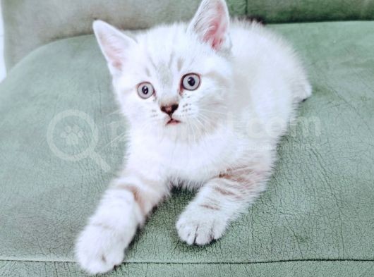 British Shorthair Blue Poınt Yavrular
