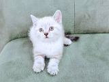 British Shorthair Blue Poınt Yavrular